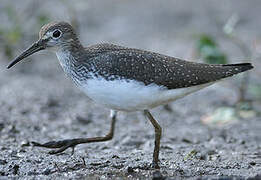 Green Sandpiper