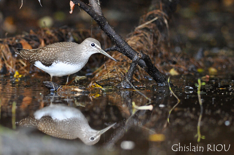 Green Sandpiper