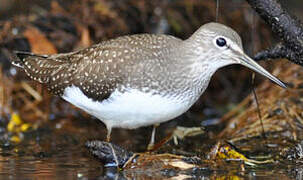 Green Sandpiper