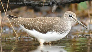 Green Sandpiper