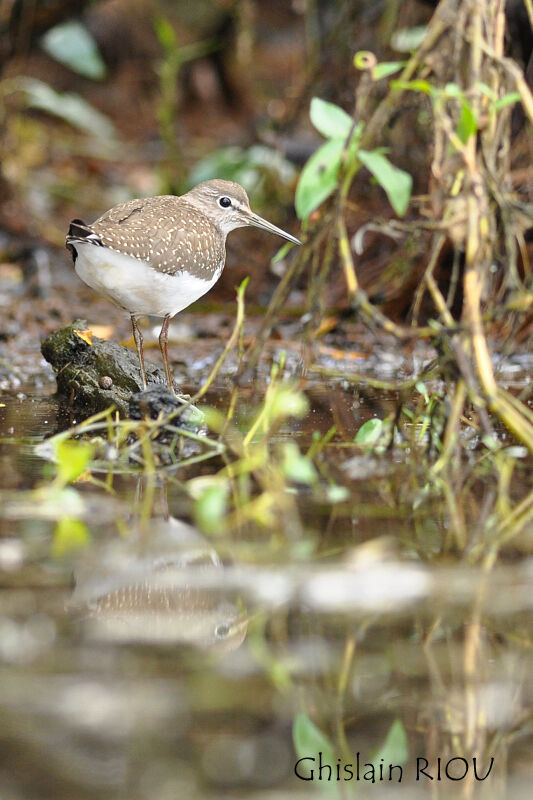 Green Sandpiper