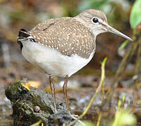 Green Sandpiper