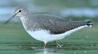 Green Sandpiper