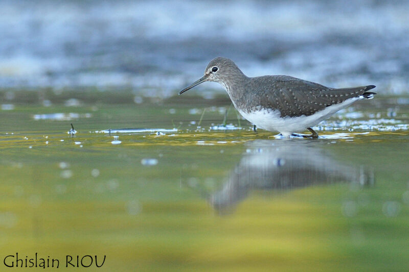 Green Sandpiperjuvenile