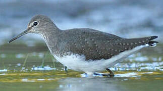 Green Sandpiper