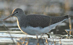 Green Sandpiper