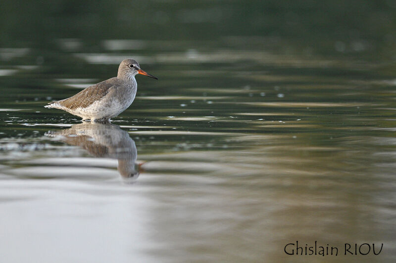 Common Redshank