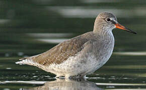 Common Redshank