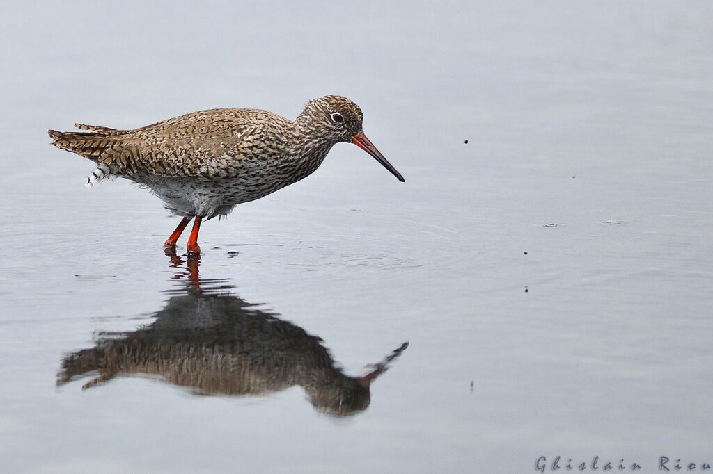 Common Redshank