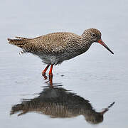 Common Redshank