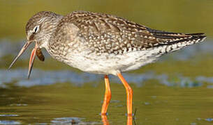 Common Redshank