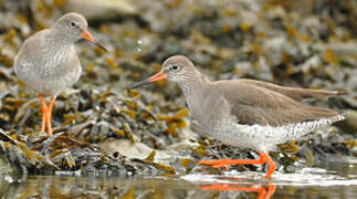 Common Redshank