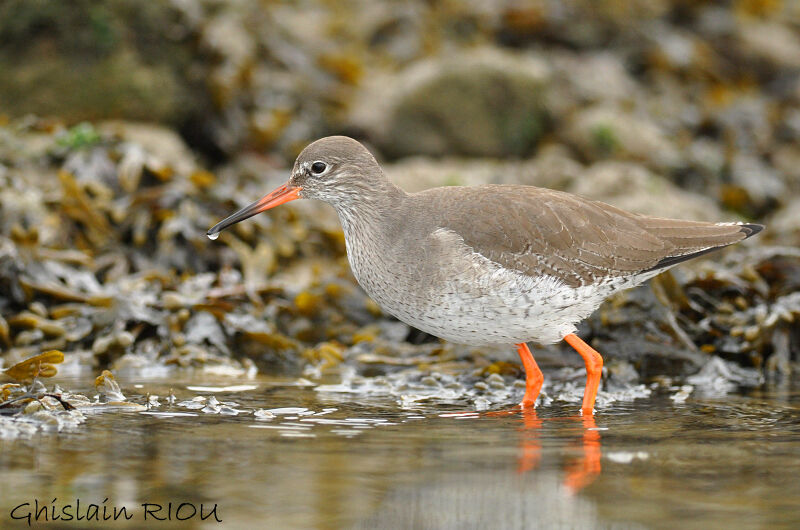 Common Redshank