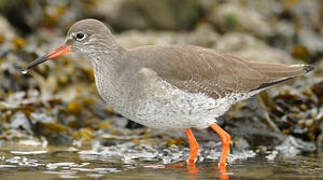 Common Redshank