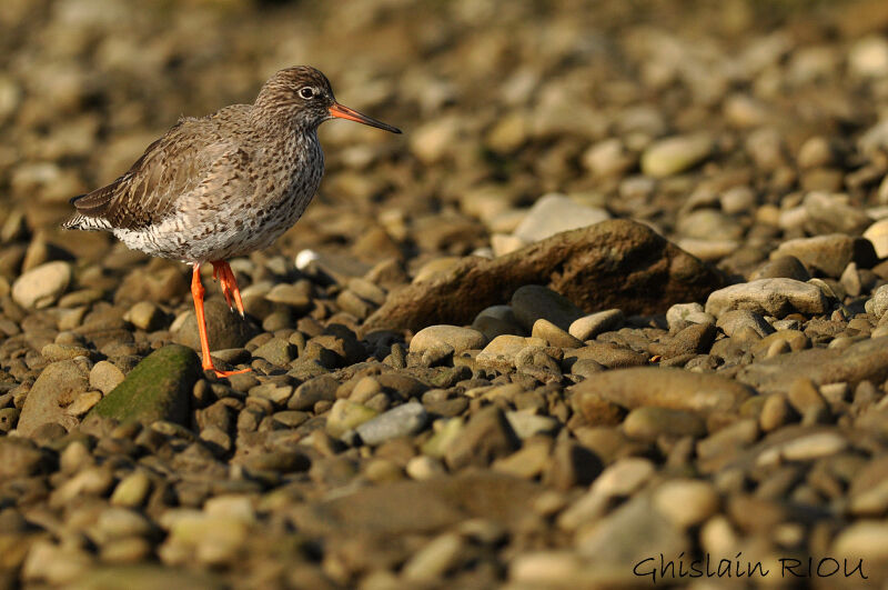 Common Redshank