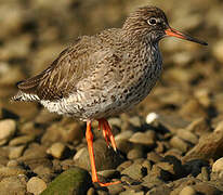 Common Redshank