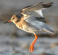 Common Redshank