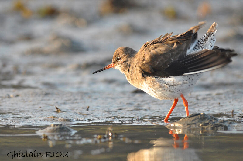 Common Redshank