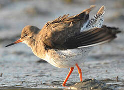 Common Redshank