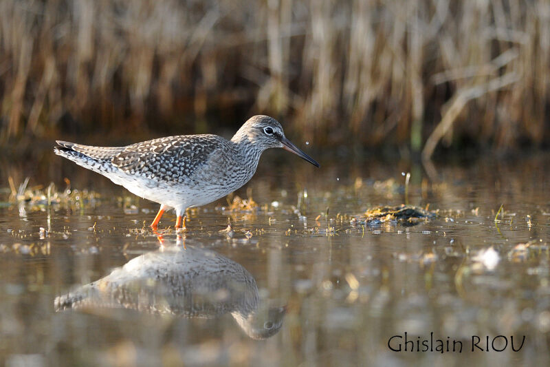 Common Redshank