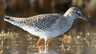 Common Redshank