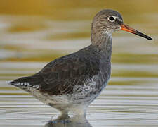 Common Redshank