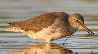 Common Redshank