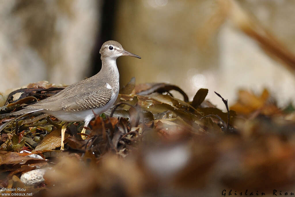 Spotted SandpiperFirst year, identification