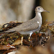 Spotted Sandpiper