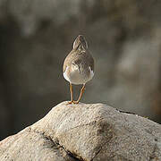 Spotted Sandpiper