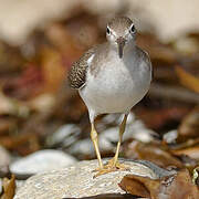 Spotted Sandpiper