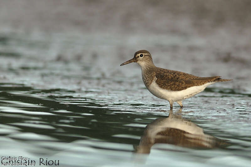 Common Sandpiperadult transition, identification