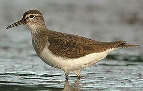 Common Sandpiper