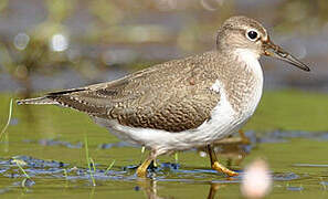 Common Sandpiper