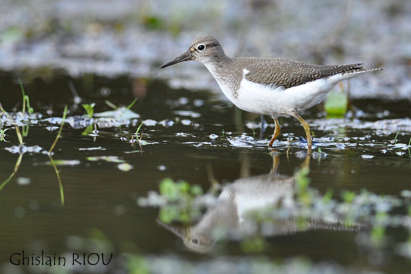 Common Sandpiperjuvenile