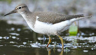 Common Sandpiper