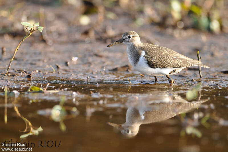 Chevalier guignettejuvénile, identification