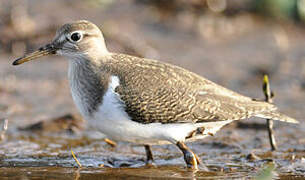 Common Sandpiper