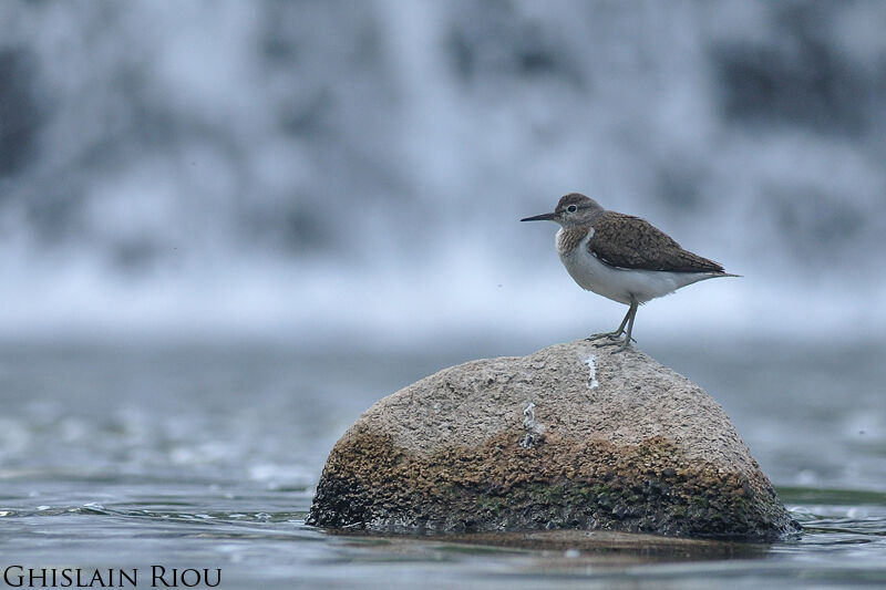 Common Sandpiper