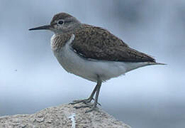 Common Sandpiper