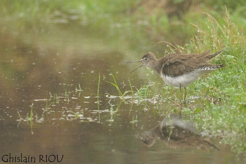 Solitary Sandpiperjuvenile