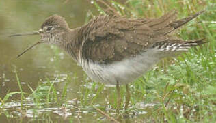 Solitary Sandpiper