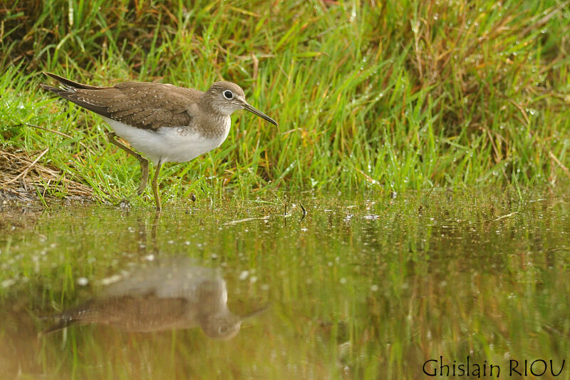 Solitary Sandpiperjuvenile