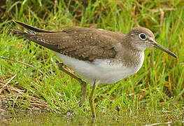 Solitary Sandpiper