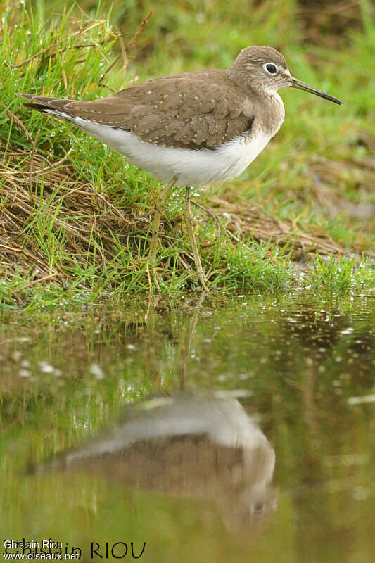 Chevalier solitairejuvénile, identification