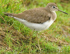 Solitary Sandpiper