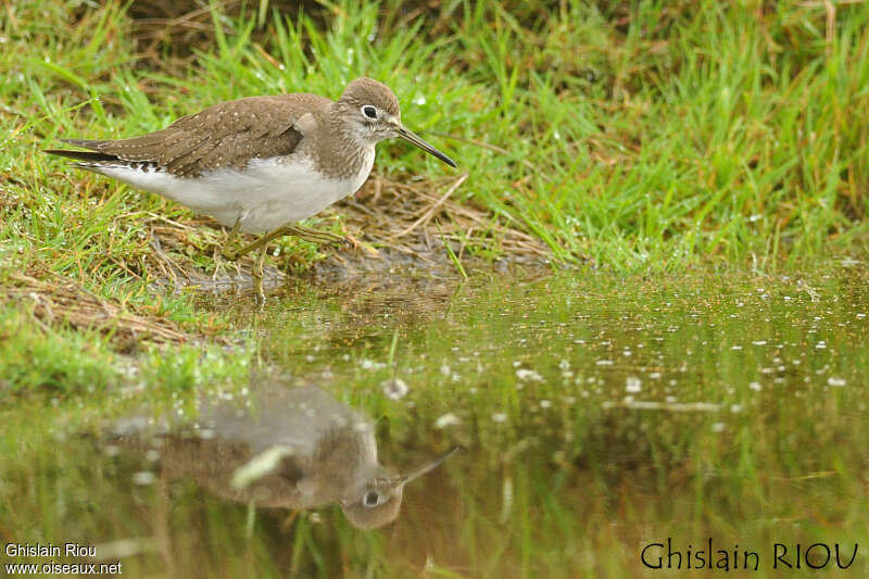 Solitary Sandpiperjuvenile