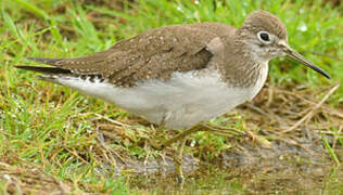 Solitary Sandpiper