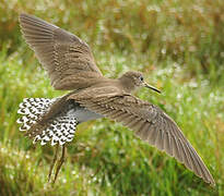 Solitary Sandpiper