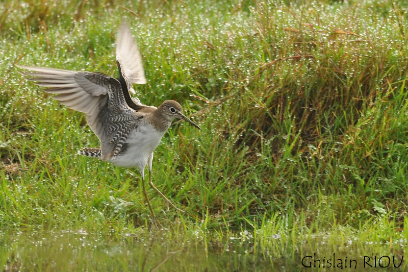 Solitary Sandpiperjuvenile